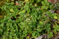 Cerastium glomeratum