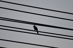 Pycnonotus aurigaster