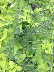 Euphorbia hypericifolia
