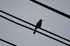 Pycnonotus aurigaster