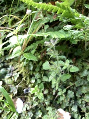 Clinopodium chinense