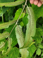 Dryopteris sieboldii