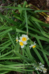 Narcissus tazetta