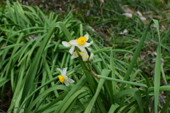 Narcissus tazetta