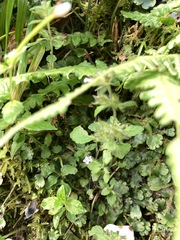 Clinopodium chinense