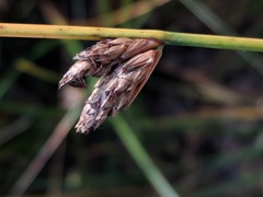 Schoenoplectus torreyi
