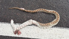 Pituophis catenifer affinis