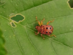 Hoplapoderini