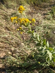 Solidago rigida