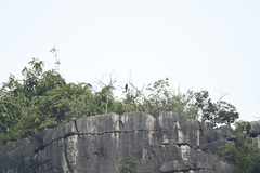 Dicrurus macrocercus