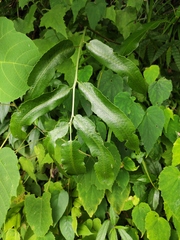 Dryopteris sieboldii