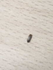 Anthrenus verbasci