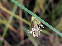 Schoenoplectus torreyi