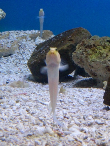 Opistognathus aurifrons