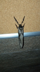 Phassus zapalinamensis