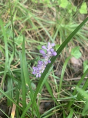 Liriope