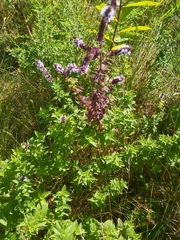 Mentha longifolia