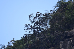 Streptopelia orientalis