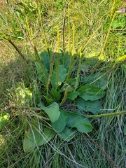 Plantago major