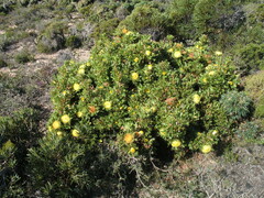 Banksia armata