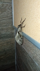 Phassus zapalinamensis