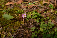 Hepatica nobilis asiatica