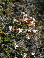 Lysinema ciliatum