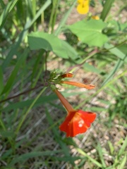 Ipomoea coccinea