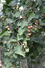 Crataegus submollis