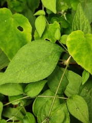 Lycianthes lysimachioides