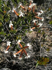 Lysinema ciliatum
