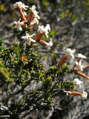 Lysinema ciliatum