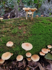 Neolentinus lepideus