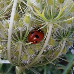 Coccinella quinquepunctata