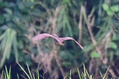 Ixobrychus cinnamomeus