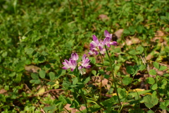 Astragalus sinicus