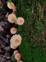 Neolentinus lepideus