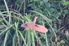 Ixobrychus cinnamomeus