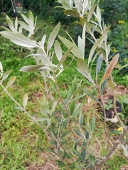 Olea europaea