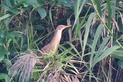 Ixobrychus cinnamomeus