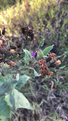 Vernonia baldwinii