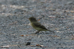 Empidonax difficilis