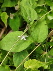 Lycianthes lysimachioides