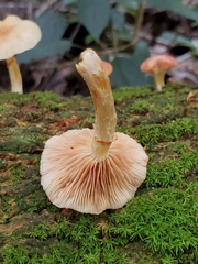 Neolentinus lepideus