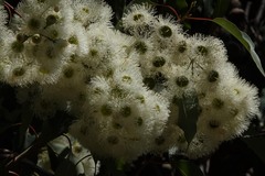 Corymbia calophylla