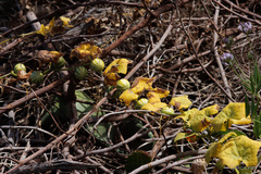 Bryonia verrucosa