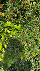 Cotoneaster horizontalis