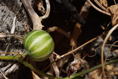 Bryonia verrucosa