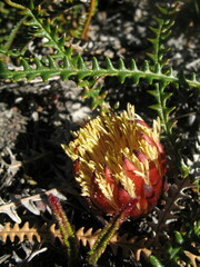 Banksia obtusa