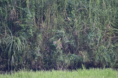 Ixobrychus cinnamomeus